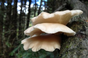 肉食者平菇你吃平菇平菇吃肉